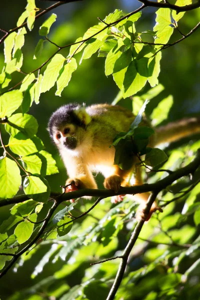 Mono Bebé Lindo Jardín — Foto de Stock