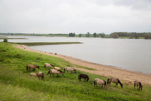 Hollanda kıyıları boyunca başıboş gezen vahşi Konik atları sürüsü.