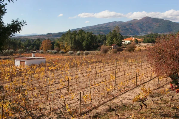 Landscape Vineyard Mountains Stock Photo