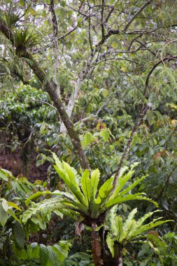 yeşil yapraklar, bitki örtüsü, doğa