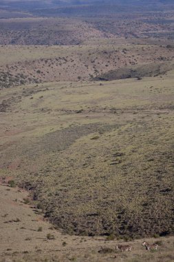 Güzel manzaranın doğal ortamında zebralar. 