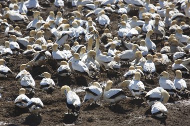 Sahildeki doğal yaşam alanındaki deniz kuşları sürüsü.