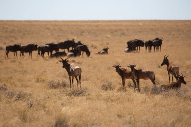 Yaygın tsessebe veya sassaby, Damaliscus lunatus, alt türler lunatus, kuru çayırlarda otlayan
