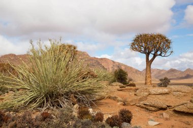 Titrek ağaçlar veya Kokerboom ormanı, Aloidendron ikilemi, Karoo bölgesinin tipik ıssız kayalık çöl manzarası ve Nothe Cape