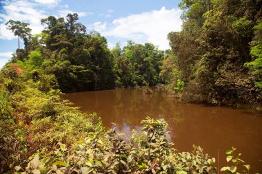 Parktaki nehrin güzel manzarası