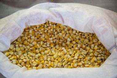 Buğday yığınında beyaz fasulye