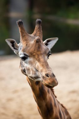 Zürafa başkanının yakın görüntüsü