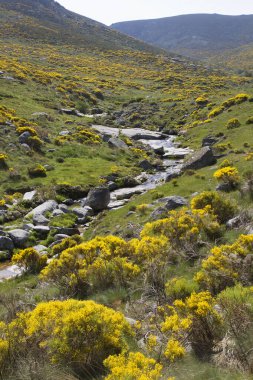 Sarı çalılar ve dereyle resimli dağlar.