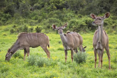 Savanadaki vahşi antilop manzarası  