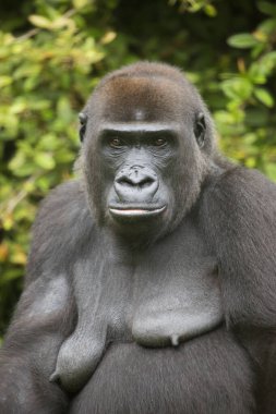 Hayvanat bahçesindeki goril, doğal yaşam alanı.