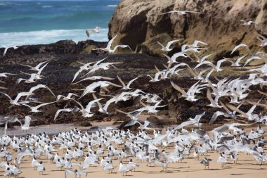 Daha büyük ibikli kırlangıçlar sürüsü