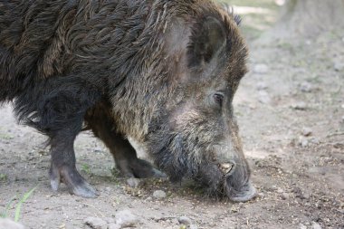 Kahverengi bir domuzun yakın çekimi. 