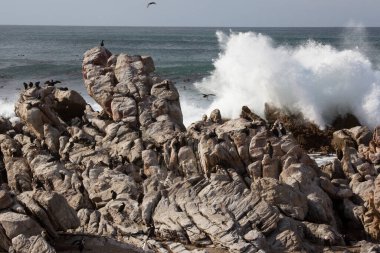 Cape corant veya Cape Shag, Phalacrocorax capensis kıyıda