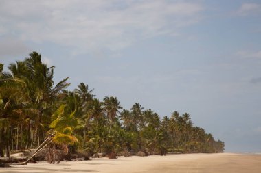 Palmiye ağaçları olan güzel tropikal plaj