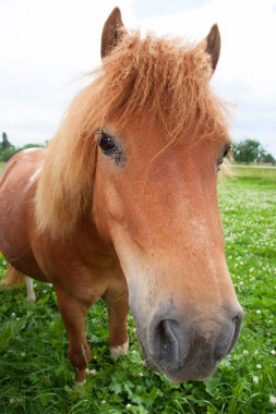 Güzel bir atın portresi.