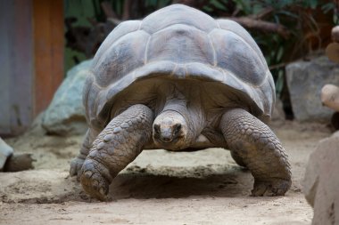 Dev kaplumbağanın yakın görüntüsü