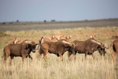 Kenya savanasında bir grup vahşi boğa.