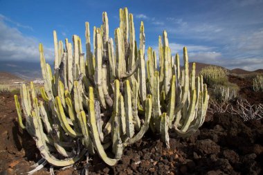 Kaktüs bitkileriyle volkanik vadi manzarası