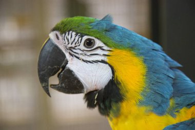 Kızıl Macaws, Ara macao, dalda oturan kuş.