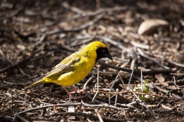 Cape Weaver, Ploceus capensis
