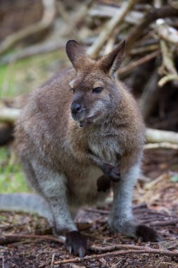 Yakın plan kırmızı boyunlu valabi, makropus rufogriseus. 