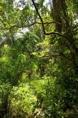 Güzel botanik çekimi, tropik yeşillik