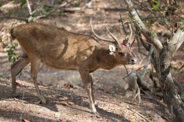 Doğal ortamda güzel genç bir geyik