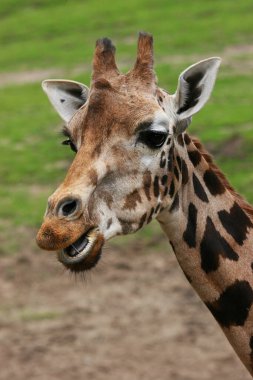 Hayvanat bahçesindeki en tatlı zürafa