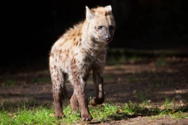 Gülüyor ya da benekli sırtlan, Crocuta crocuta