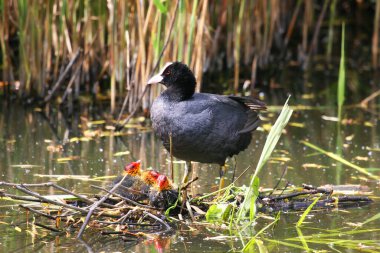 Siyah başlı balıkçıl yerde oturuyor.