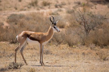 Springfield, Antidorcas Marsupialis, çölün kuru otlaklarında yürüyor ve otluyor.