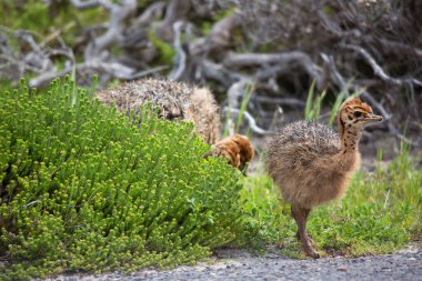 Civciv devekuşuna yakın çekim, çimlerin üzerinde Struth io Camelus