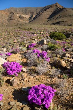 Arkasında dağlar olan güzel bir manzara.
