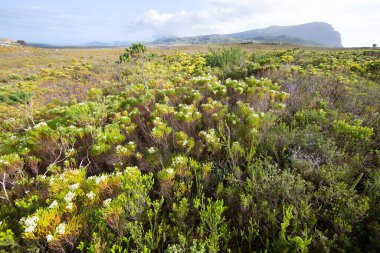 Kayalık kıyı şeridi ve okyanus manzarası 
