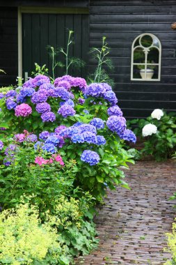 Bahçedeki güzel çiçekler