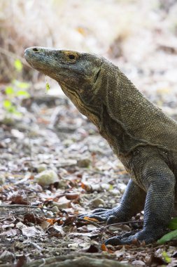 Komodo ejderhasının doğal ortamdaki yakın çekimi.