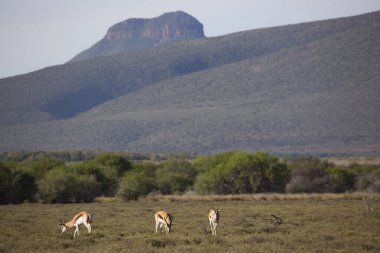 Dağlarda otlayan antilop sürüsü.