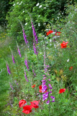 Bahçedeki güzel çiçekler