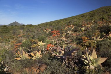 Gün batımı geniş dağ manzarasında aşınmış kayalar çiçek açan lezzetli önlüklerle kaplıdır.