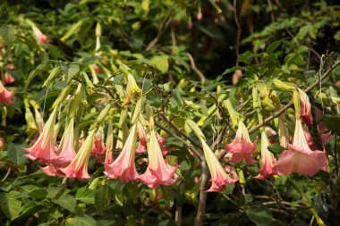 Meleğin trompeti, brugmansia aurea, çalılıklarda asılı duran çiçekler.