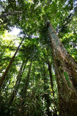 Ormandaki yemyeşil yemyeşil
