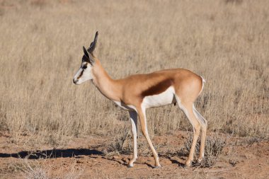 Springfield, Antidorcas Marsupialis, çölün kuru otlaklarında yürüyor ve otluyor.