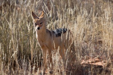 Siyah sırtlı çakal Canis mesomelas, Kalahari Çölü 'nün çayırlarını ve çayırlarını gözlüyor.