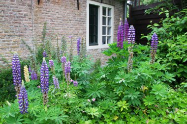 Bahçedeki güzel çiçekler