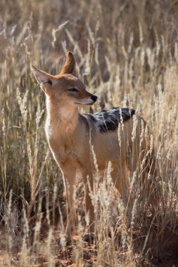 Siyah sırtlı çakal Canis mesomelas, Kalahari Çölü 'nün çayırlarını ve çayırlarını gözlüyor.