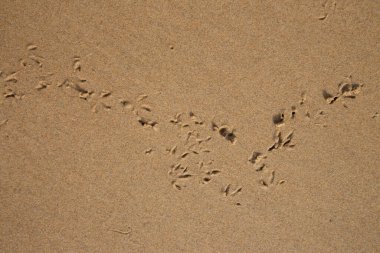 Sahilde ayak izleri.