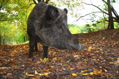 Hayvanat bahçesindeki en şirin tüylü domuzlar.