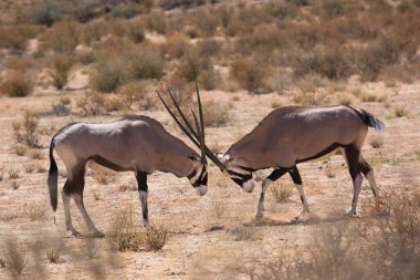 Gemsbok sürüsü ya da Güney Afrika antilobu, Afrika antilobu ceylanı Kalahari çölündeki kuru otların arasında yürüyor ve otluyor.