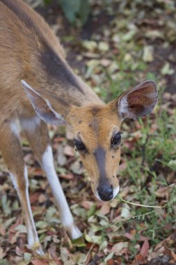 Vahşi doğadaki en tatlı geyik manzarası