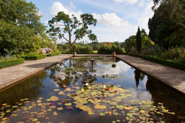 Su zambakları parkta bir gölette